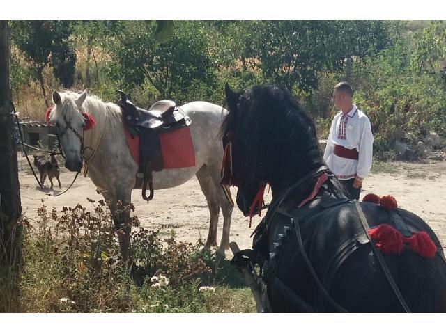 Продается кобылка (отец фризкий жеребец)