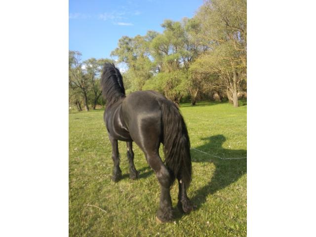 Продается кобылка (отец фризкий жеребец)